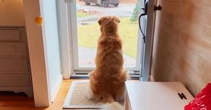 Hond wordt zwaar verliefd op lokale postbodes, dus moeder begint hun dagelijkse routine te filmen