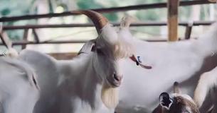 Handsome Goat Is One Of The Classiest Guys Ever