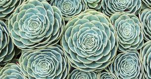 Ces 11 plantes donneront de l'énergie positive dans toute votre maison