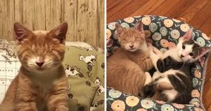 Un couple adopte un petit chaton aveugle et retourne ensuite au refuge pour sauver son frère