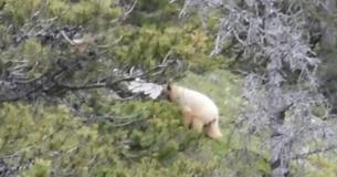 Un ours blanc peu commun filmé à la caméra dans la nature