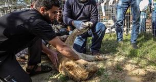Dierentuin haalt met geweld klauwen van 14 maanden oude leeuwin, zodat bezoekers met haar kunnen spelen