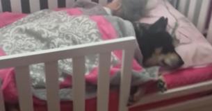 Une femme surveille son enfant et commence à enregistrer la scène quand elle réalise que le chien de sauvetage dort avec elle