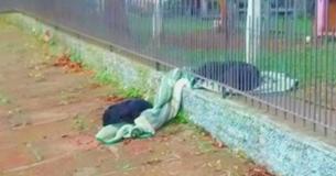 Les coeurs fondent quand le chien apporte une couverture à partager avec un chiot errant