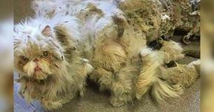 Un chat avec plusieurs kilos de fourrure matte obtient une transformation incroyable