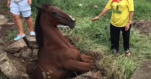Des héros découvrent une jument aveugle coincé dans un égout en béton et font tout ce qu'ils peuvent pour la mettre en sécurité