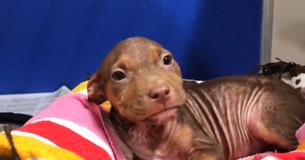 Le très joyeux pitbull remue sa queue dans l'excitation après avoir quitté le refuge
