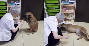 Un chien errant blessé se présente à la porte du pharmacien et demande de l'aide