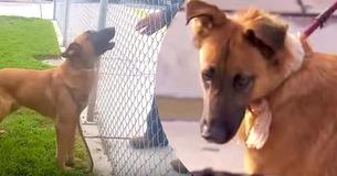 Verdrietige hond in asiel ziet haar gezin andere hond adopteren, maar dan vindt ze eindelijk een nieuw thuis