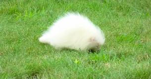 Mysterious White Critter Turns Out To Be Young Albino Porcupine