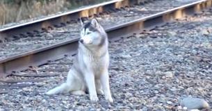 Un pompier voit un Husky errant tout seul sur des rails de train. Ils se sont aimés dès le premier regard
