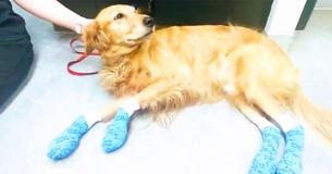 L'hôpital vétérinaire avertit les propriétaires de chiens après que les coussinets des pattes d'un Golden Retriever ont brûlés pendant une promenade