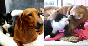 Un chien abandonné forme un lien avec un chat paralysé, en le réconfortant et la protégeant à chaque étape de son parcours