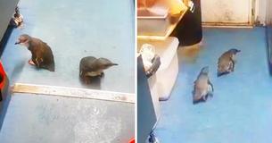 Cute Penguin Couple Keeps Breaking Into Sushi Cart