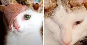 Un chaton de sauvetage né avec quatre oreilles et un œil a enfin trouvé une famille attentionnée