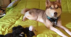 Ein heldenhafter Husky rettet sieben Kätzchen und zieht sie alleine groß