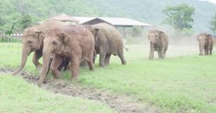 Un éléphant orphelin se tient seul, et des millions d'images de l'instant où un troupeau entier l'adopte ont été regardés par des millions de personnes