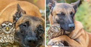 Une petite chouette qui a besoin de protection se lie d'amitié avec un berger allemand géant qui s'en occupe