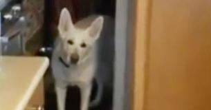 Une propriétaire est surprise avec une douzaine de chiots de son berger allemand