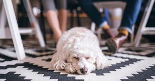 6 Gründe, weshalb jedes Büro Hunde erlauben sollte