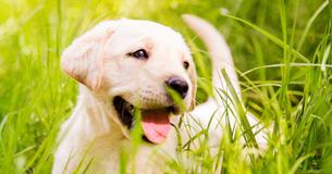 Dog Owners Take More Pictures Of Their Pet Than Their Spouse, According To Study