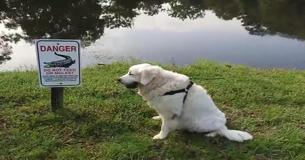 Un homme de 75 ans se défend d'un alligator à mains nues pour sauver la vie de son Golden Retriever