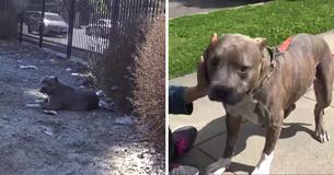 Un Pit Bull est coincé sur une voie ferrée, alors le shérif arrête le train pour le secourir