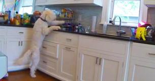 Un chien reste debout sur ses pattes arrière aussi longtemps qu'il le faut pour voler des biscuits