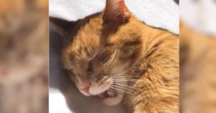 Le canta a su gato para que se duerma, pero el gatito también quiere cantar. ¡Qué ternura 