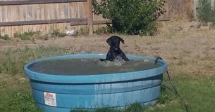 Dad Grabs Camera And Captures Footage Of His Labrador Splashing In The Kiddie Pool