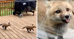 Des renards transforment le porche d'une grand-mère en un terrain de jeu personnel