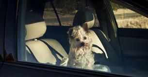 Todesfalle Auto: DAS darfst Du tun, um einem Hund das Leben zu retten