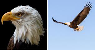 Wildlife Refuge Begs Public For Help After Bald Eagle With Amputated Wing Got Stolen From Rescue