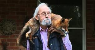 Man Adopts Fox Who Was Found Injured At The Side Of The Road And They Become Best Friends