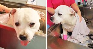 Taking Your Dog For A Walk Could Be Life-Threatening In This Heat After Bulldog Almost Dies From Heatstroke