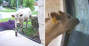 Texas Homeowner Receives Security Camera Alert And Sees Giant Cow 'Knocking' On Front Door