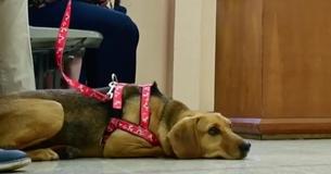 Wegen grausamer Tierquälerei: Hund nimmt an eigener Gerichtsverhandlung teil – und benimmt sich vorbildlich