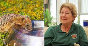 British Population Urged To Save Hedgehogs Dying In The Heat