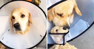 Dog Feels So Much Better When His Friend Wears A Cone As Well