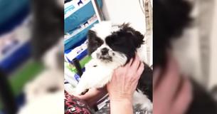 Un chiot a une réaction hilarante lorsqu'il se fait toiletter