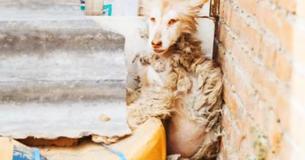 Un husky effrayé se cache dans un coin et refuse de bouger
