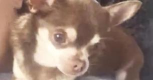 Une mouette arrache un chihuahua du jardin, laissant la propriétaire du chien dévastée