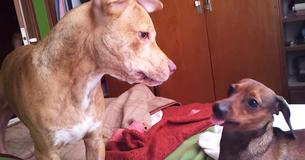 Un Pit Bull met enceinte une teckel et leur chiot à l'allure étrange fait sensation sur Internet