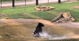Une caméra capture le moment d'un ours qui a été enfermé dans une cage pendant 9 ans d'affilée faire l'expérience de la liberté pour la première fois