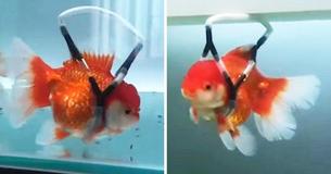 Man Creates Disabled Goldfish ‘Wheelchair’ To Stop Him Swiming Upside Down