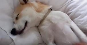 Un cane intelligente finge la propria morte quando la proprietaria menziona il veterinario