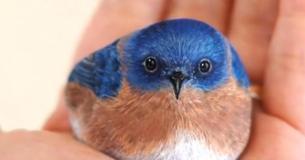 Une artiste peint de minuscules roches pour les faire ressembler à de vrais animaux