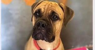 Une chienne marche pendant 200 km en pleurant pour retourner vers la propriétaire qui l'a abandonné