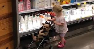 Little Toddler Takes Her Dog Grocery Shopping In A Stroller
