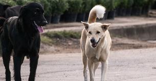 2 Stray Dogs Save Newborn Baby Girl After Mother Gets Caught On Camera Dumping Her In Drain